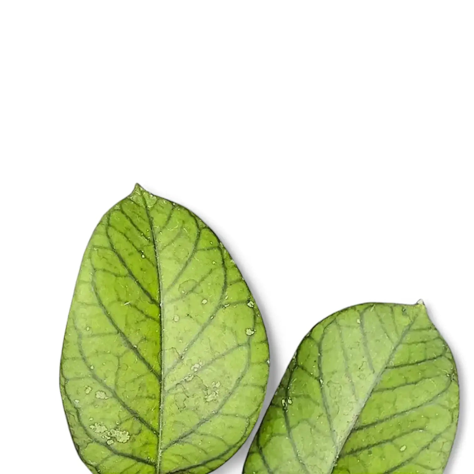 Hoya vitellinoides potted plant in nursery pot on white background.