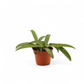 Hoya wayetii potted plant in nursery pot on white background.