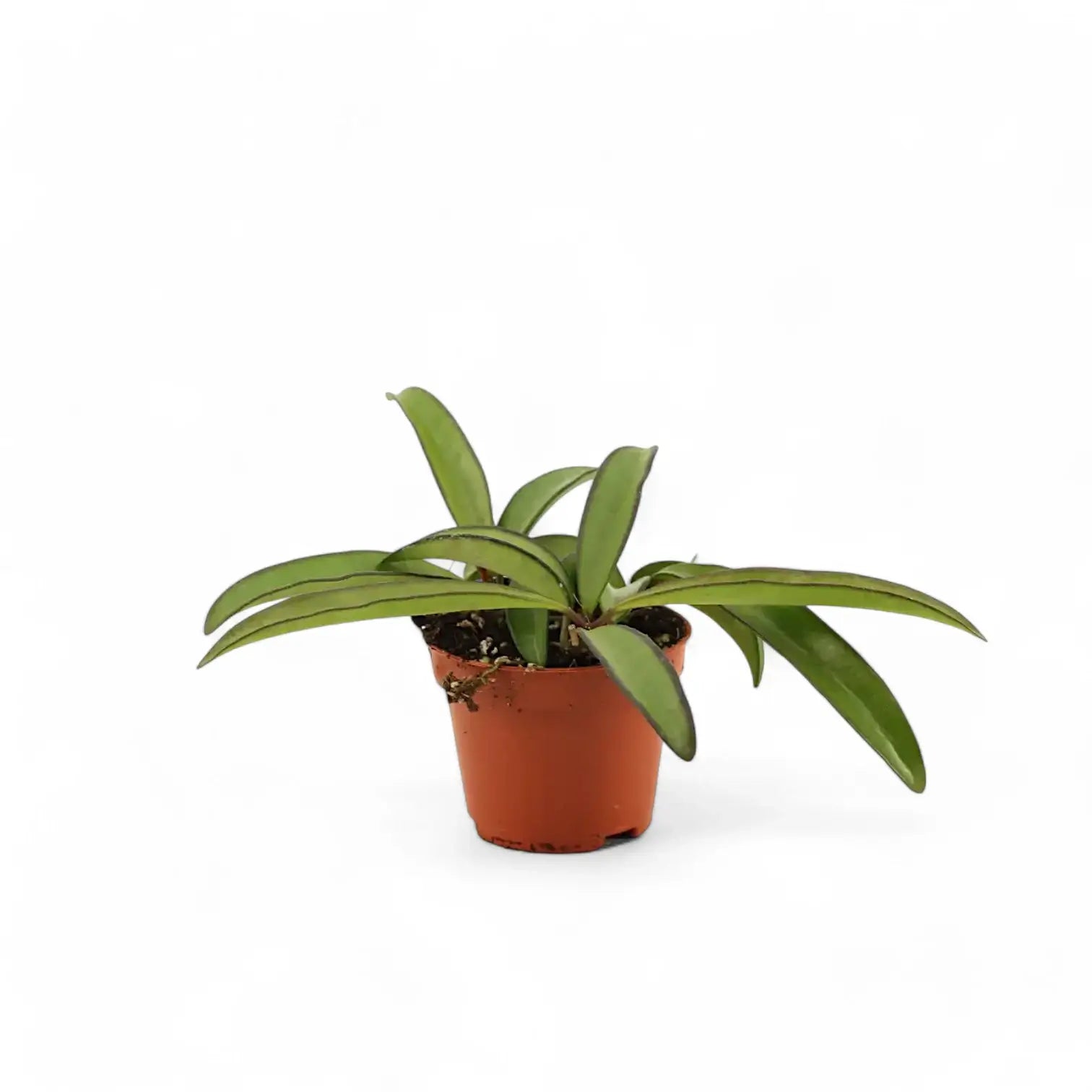 Hoya wayetii potted plant in nursery pot on white background.