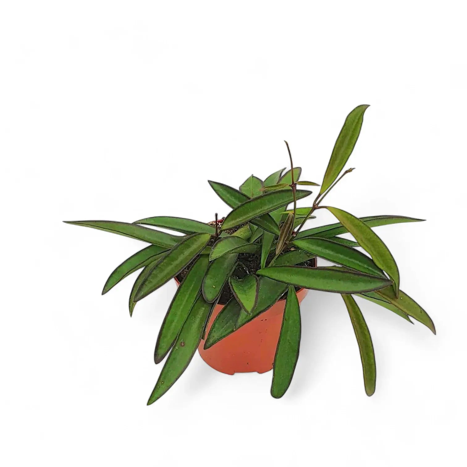 Hoya wayetii potted plant in nursery pot on white background.