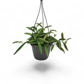 Hoya wayetii potted plant in nursery pot on white background.