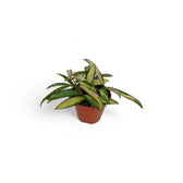 Hoya wayetii 'Tricolor' potted plant in nursery pot on white background.