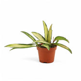 Hoya wayetii 'Tricolor' potted plant in nursery pot on white background.