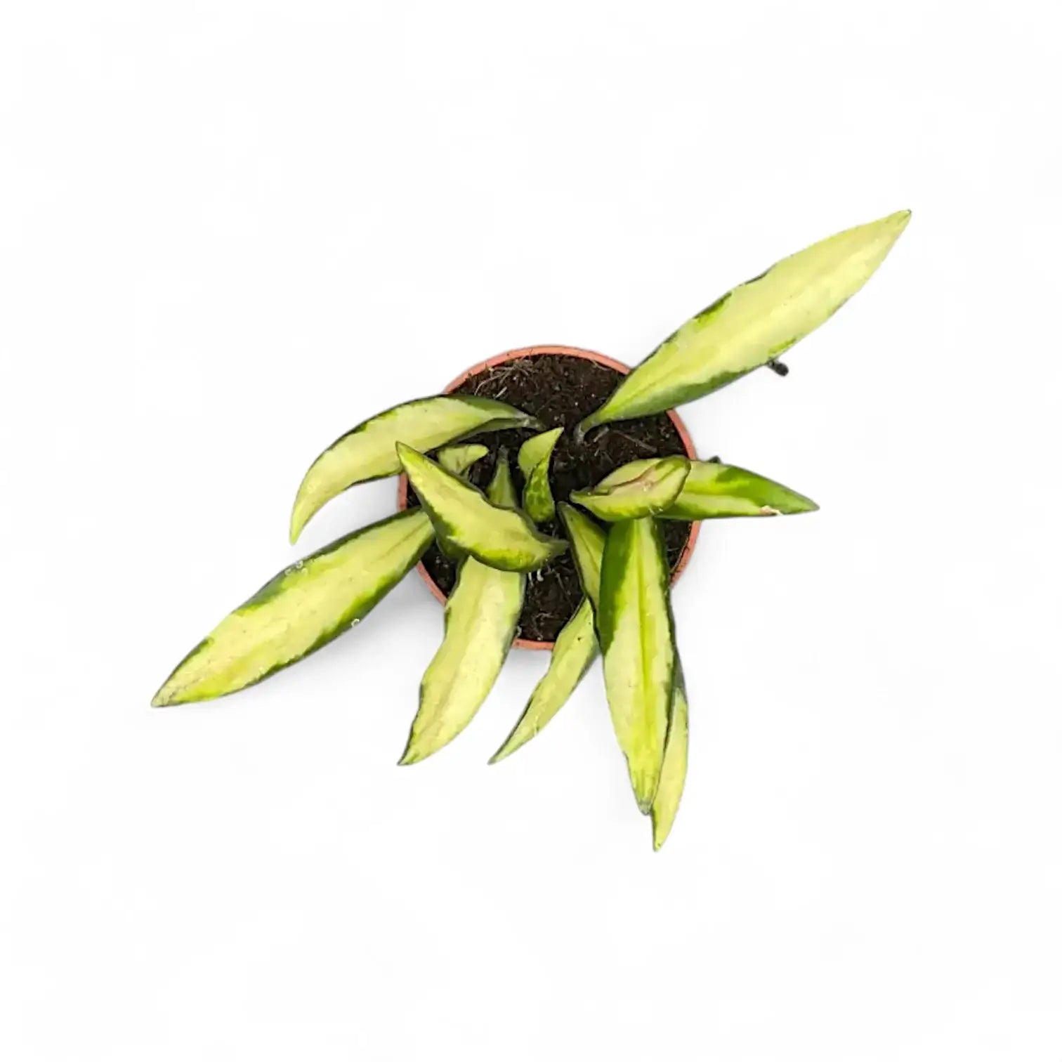 Hoya wayetii 'Tricolor' potted plant in nursery pot on white background.