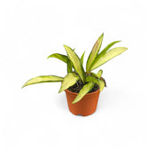 Hoya wayetii 'Tricolor' potted plant in nursery pot on white background.