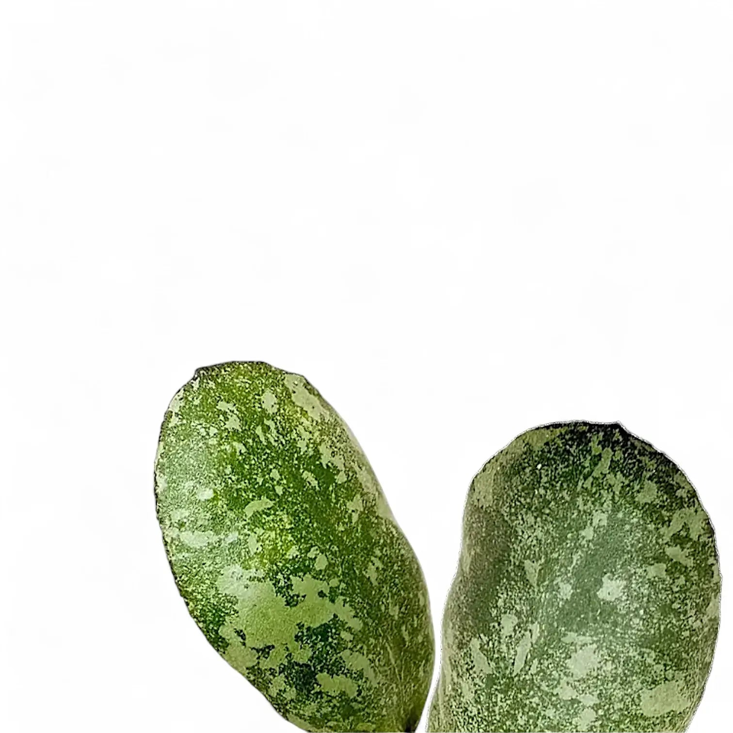 Hoya waymaniae (Kapuas) 'Cloudy sky' close-up of leaf on white background.