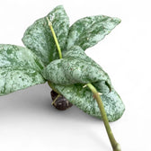Hoya waymaniae (Kapuas) 'Cloudy sky' potted plant in nursery pot on white background.