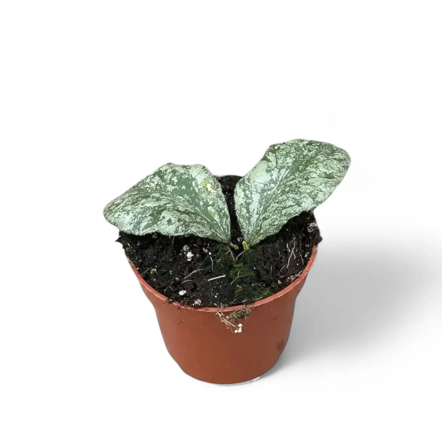 Hoya waymaniae (Kapuas) 'Cloudy sky' potted plant in nursery pot on white background.