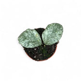 Hoya waymaniae (Kapuas) 'Cloudy sky' potted plant in nursery pot on white background.