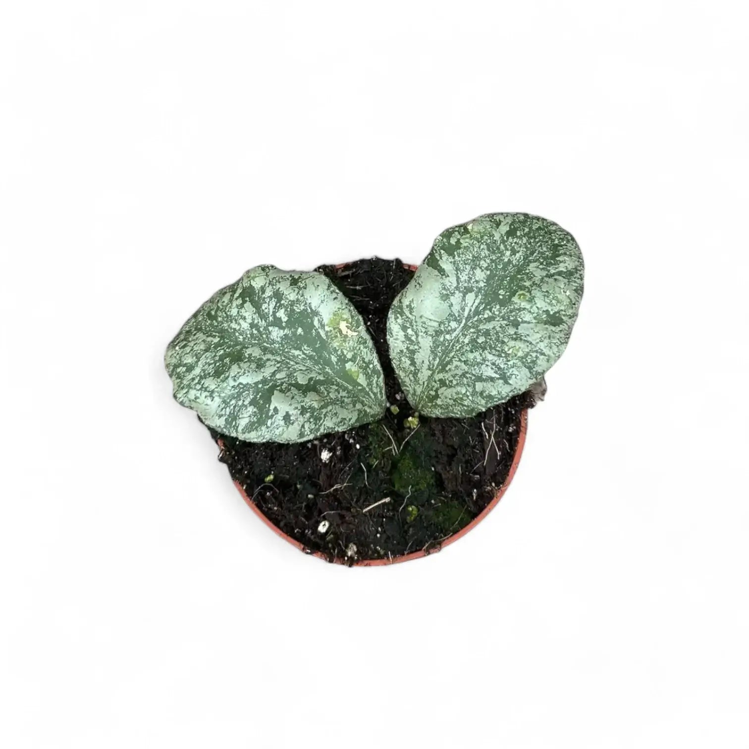 Hoya waymaniae (Kapuas) 'Cloudy sky' potted plant in nursery pot on white background.