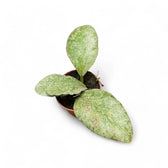 Hoya waymaniae (Kapuas) 'Cloudy sky' potted plant in nursery pot on white background.