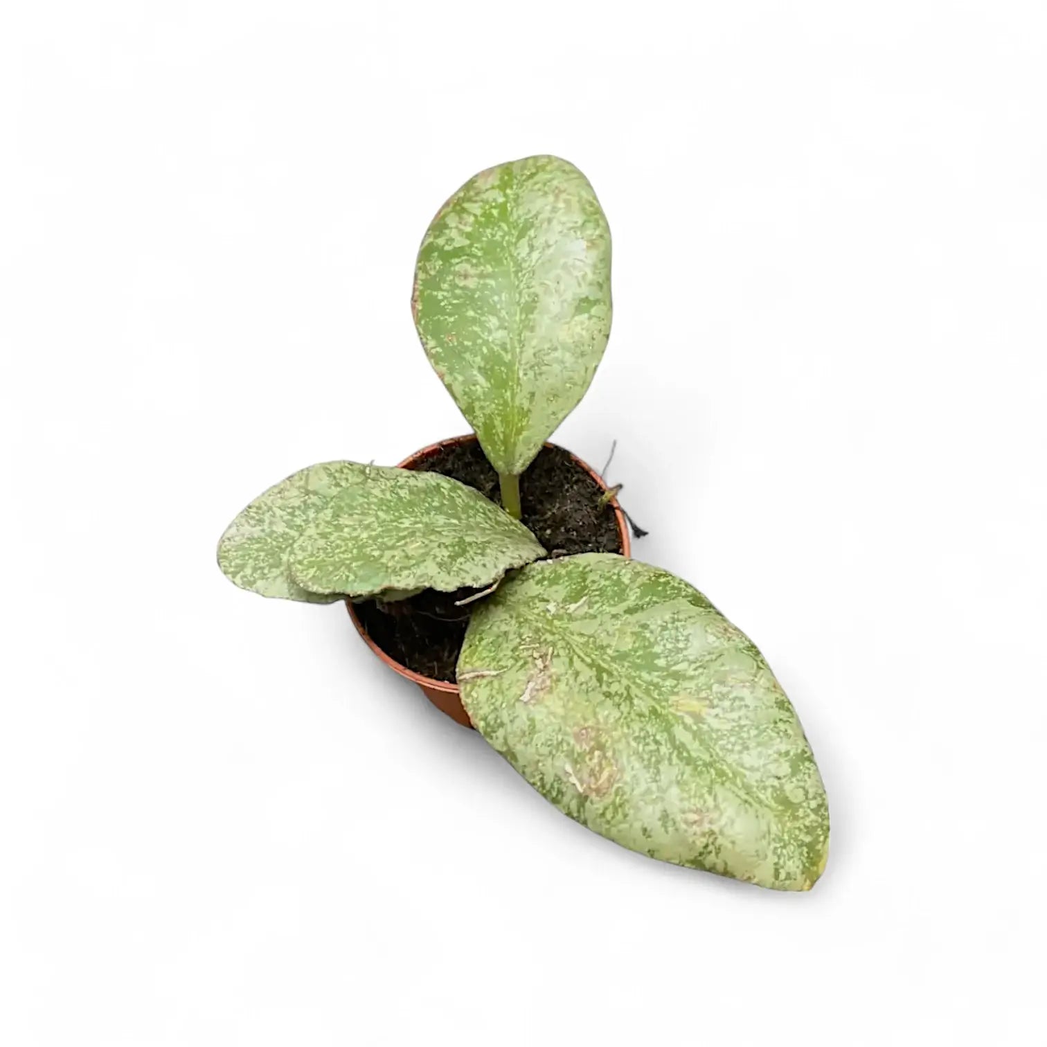 Hoya waymaniae (Kapuas) 'Cloudy sky' potted plant in nursery pot on white background.