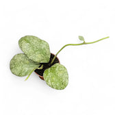Hoya waymaniae (Kapuas) 'Cloudy sky' potted plant in nursery pot on white background.