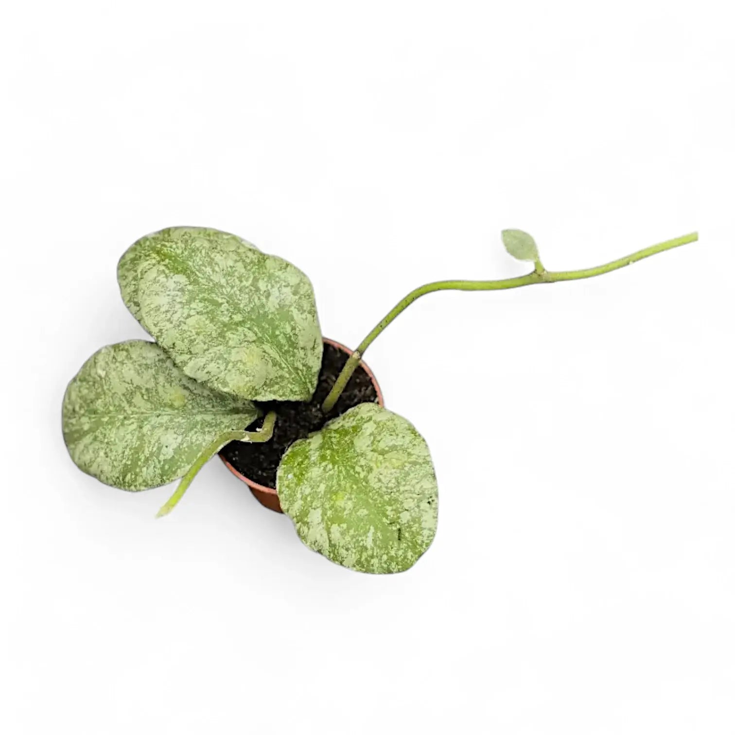 Hoya waymaniae (Kapuas) 'Cloudy sky' potted plant in nursery pot on white background.