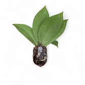 Hoya wibergiae Zimmerpflanze im Anzuchttopf vor weißem Hintergrund, Produktfoto 3.