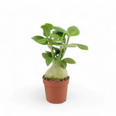 Hydnophytum moseleyanum Zimmerpflanze im Anzuchttopf vor weißem Hintergrund, Produktfoto 2.