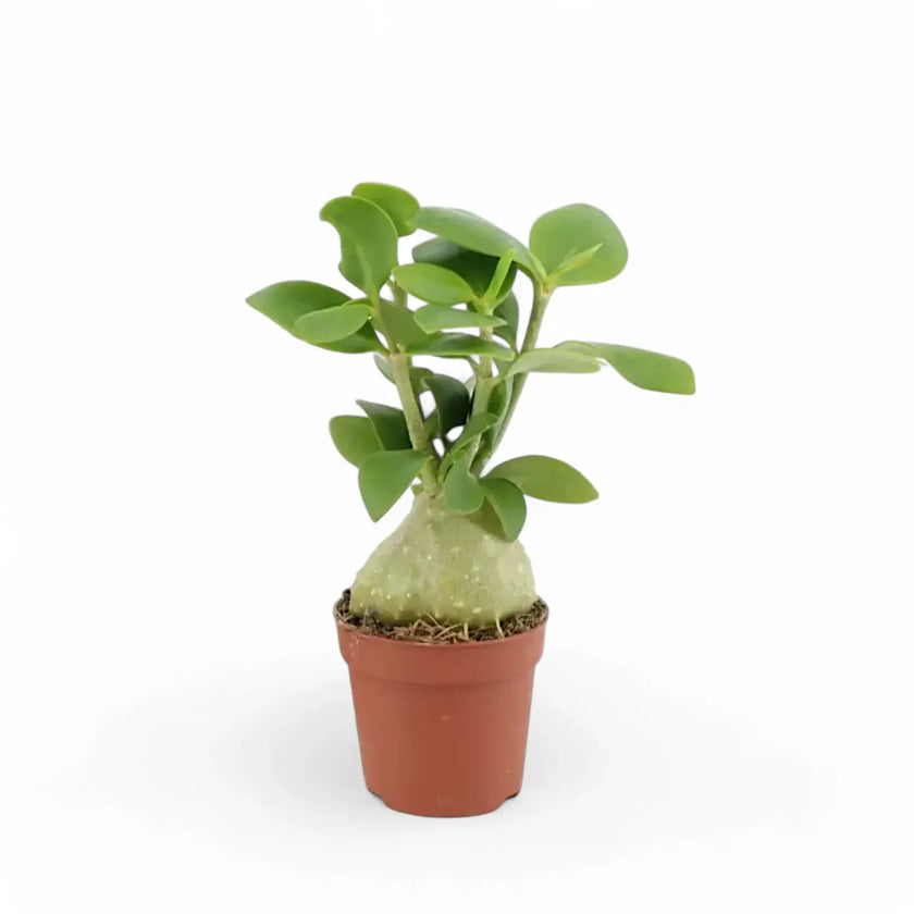 Hydnophytum moseleyanum potted plant in nursery pot on white background.