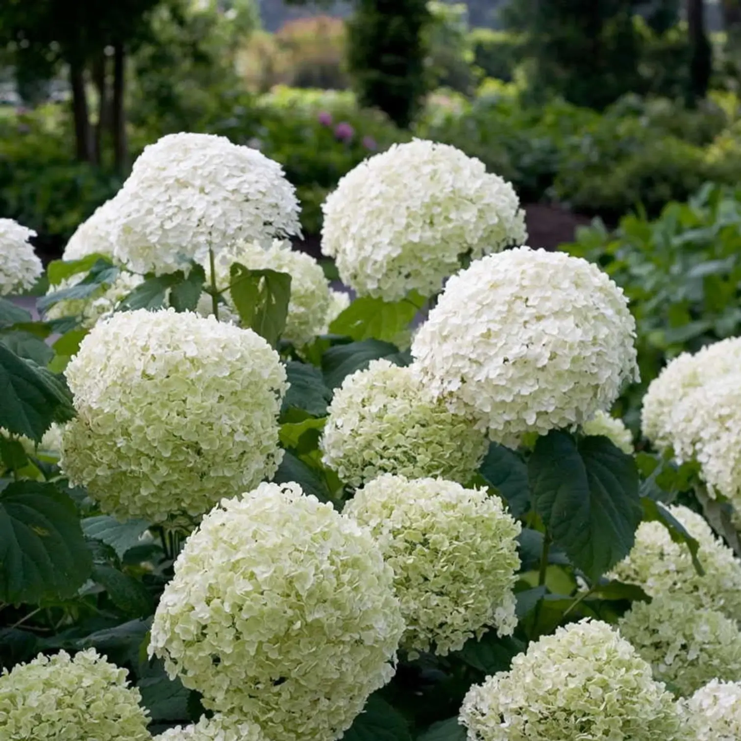 Hydrangea arborescens 'Strong Annabelle' close-up detail.