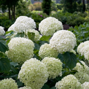 Hydrangea arborescens 'Strong Annabelle' close-up detail.
