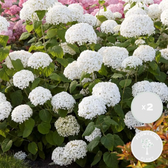 Hydrangea arborescens 'Strong Annabelle' plant detail.