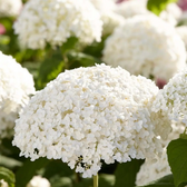 Hydrangea arborescens 'Strong Annabelle' plant detail.