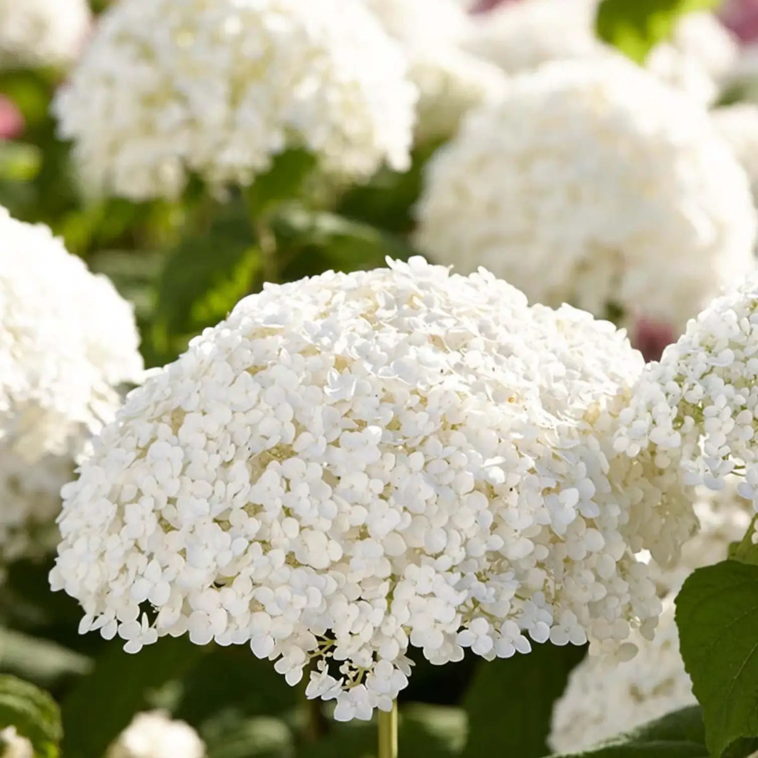 Hydrangea arborescens 'Strong Annabelle' plant detail.