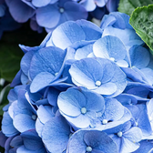 Hydrangea macrophylla 'Early Blue' – Nahaufnahme.
