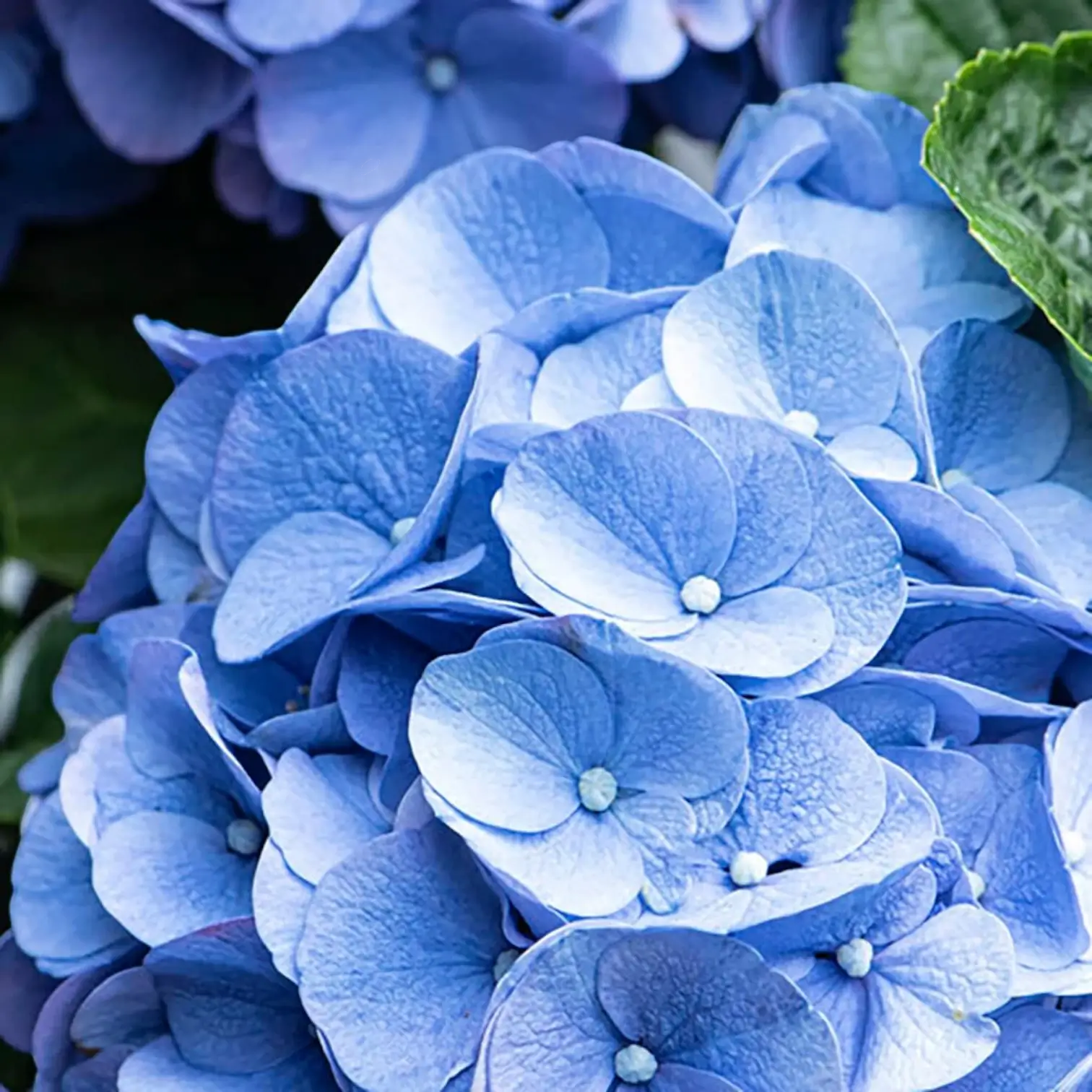 Hydrangea macrophylla 'Early Blue' – Nahaufnahme.