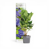 Hydrangea macrophylla 'Early Blue' – Nahaufnahme.
