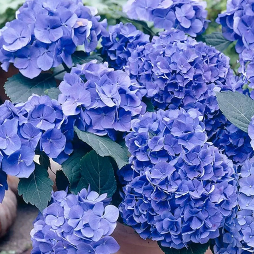 Hydrangea macrophylla 'Early Blue' – Detailaufnahme der Pflanze.