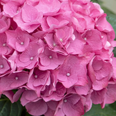 Hydrangea macrophylla 'Early Rosa' – Detailaufnahme.