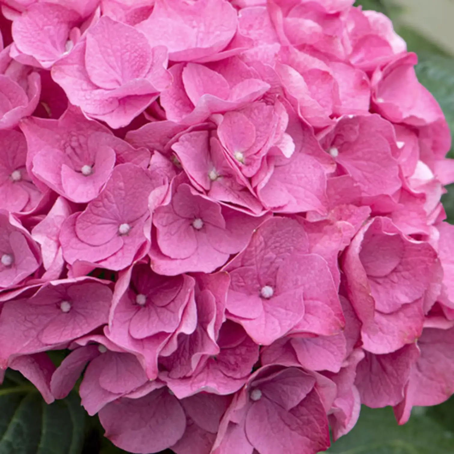 Hydrangea macrophylla 'Early Rosa' – Detailaufnahme.
