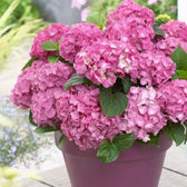 Hydrangea macrophylla 'Early Rosa' – Detailaufnahme.