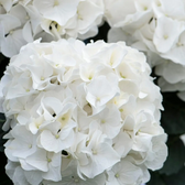 Hydrangea macrophylla 'Wudu White' detail shot.