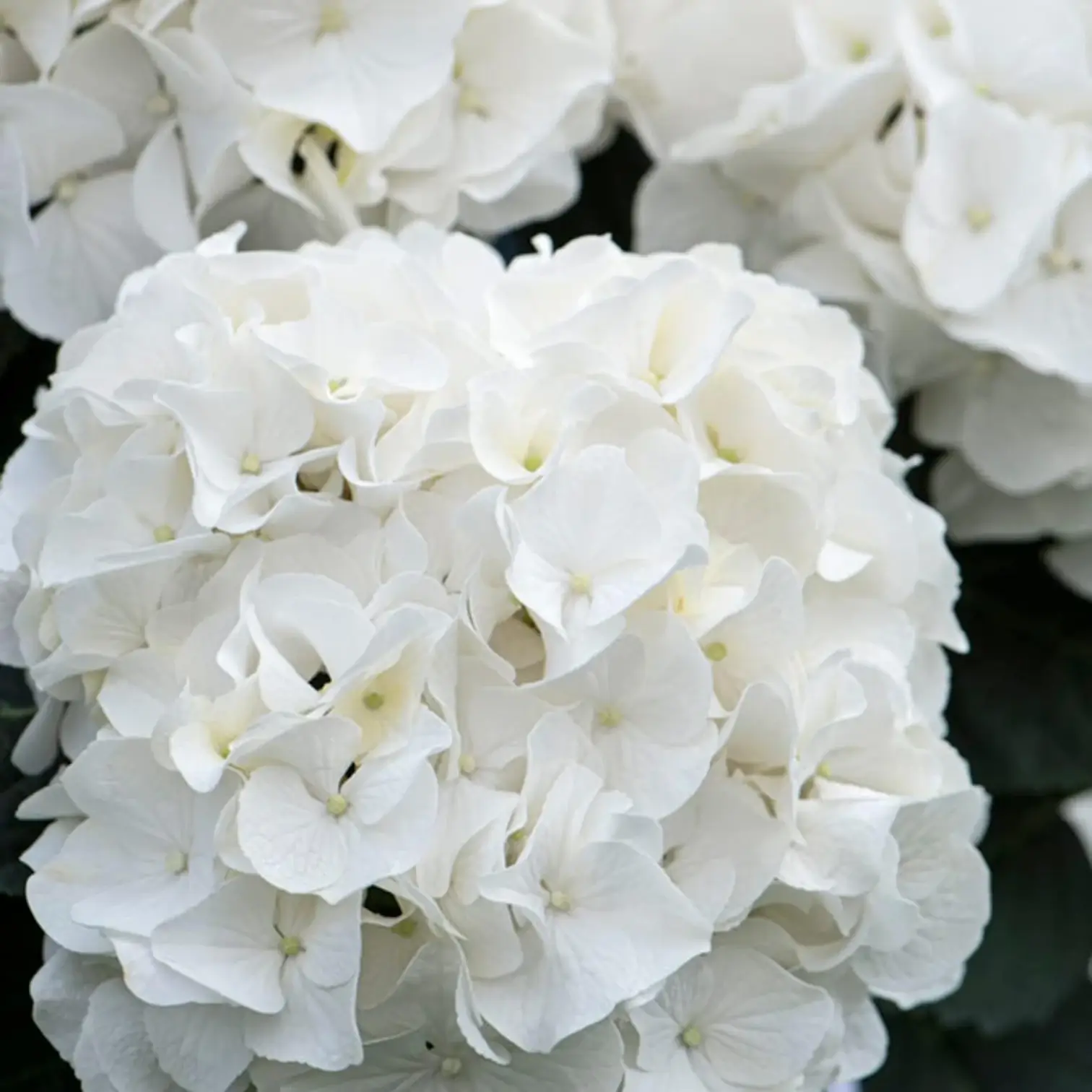 Hydrangea macrophylla 'Wudu White' detail shot.