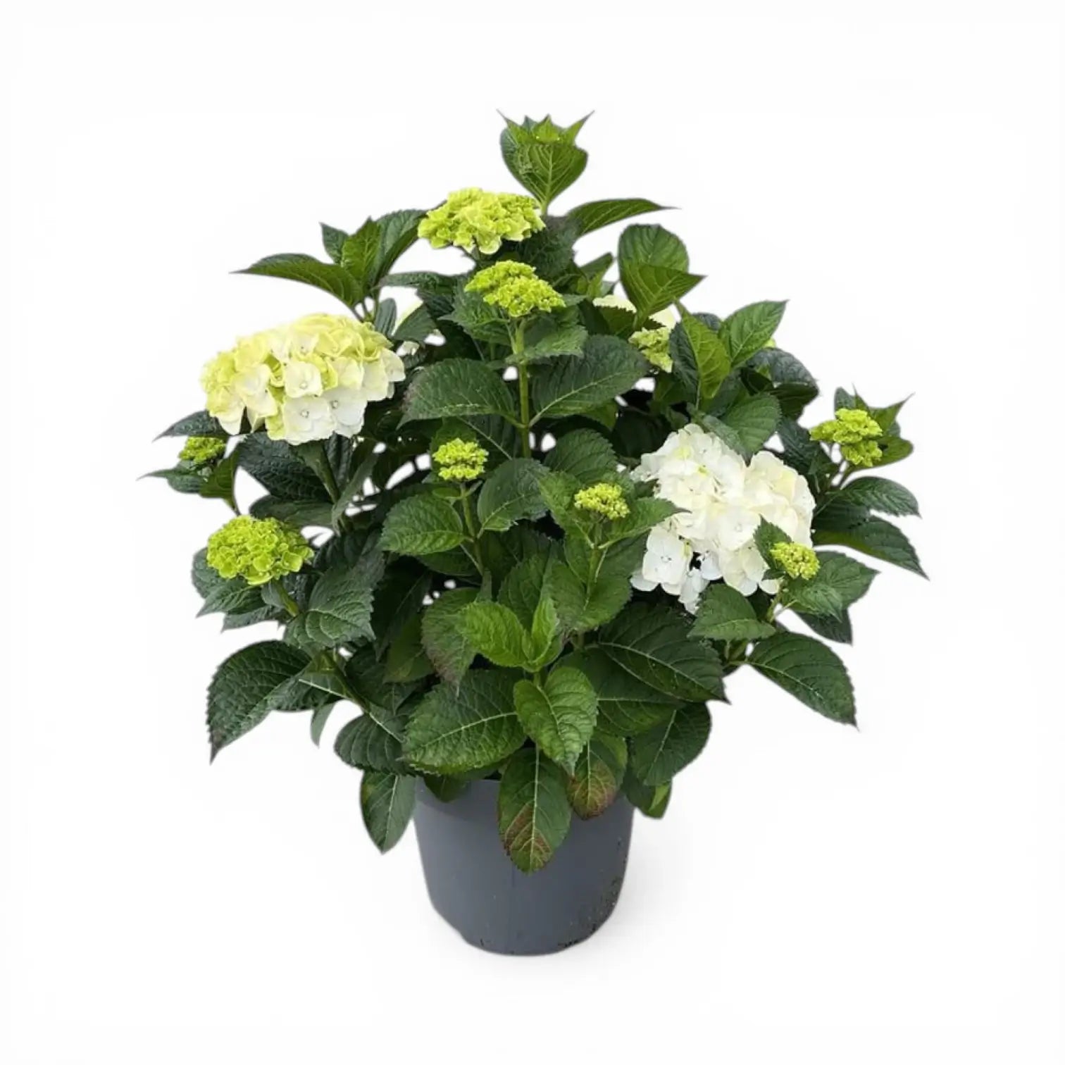 Hydrangea macrophylla 'Wudu White' detail shot.