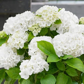 Hydrangea macrophylla 'Wudu White' close-up detail.