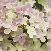 Hydrangea paniculata 'Switch Ophelia' – Detailaufnahme.