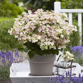 Hydrangea paniculata 'Switch Ophelia' – Detailaufnahme.