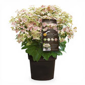 Hydrangea paniculata 'Switch Ophelia' – Detailaufnahme der Pflanze.