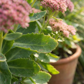 Hylotelephium 'Herbstfreude' detail shot.
