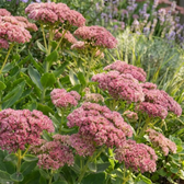 Hylotelephium 'Herbstfreude' detail shot.