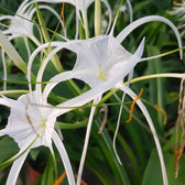 Hymenocallis speciosa – Blattdetail vor weißem Hintergrund..