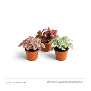 Hypoestes Kindergarten plant set with three spotted plants lined up in nursery pots