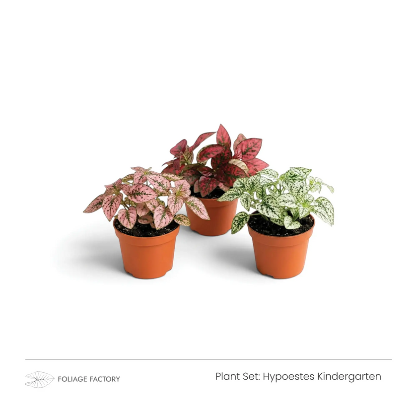 Hypoestes Kindergarten plant set with three spotted plants lined up in nursery pots