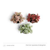 Hypoestes Kindergarten plant set with three pink, red and white spotted plants viewed from above
