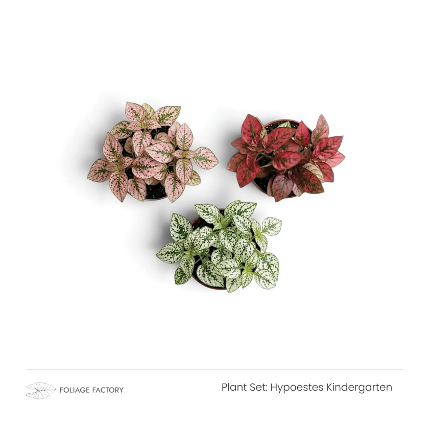 Hypoestes Kindergarten plant set with three pink, red and white spotted plants viewed from above