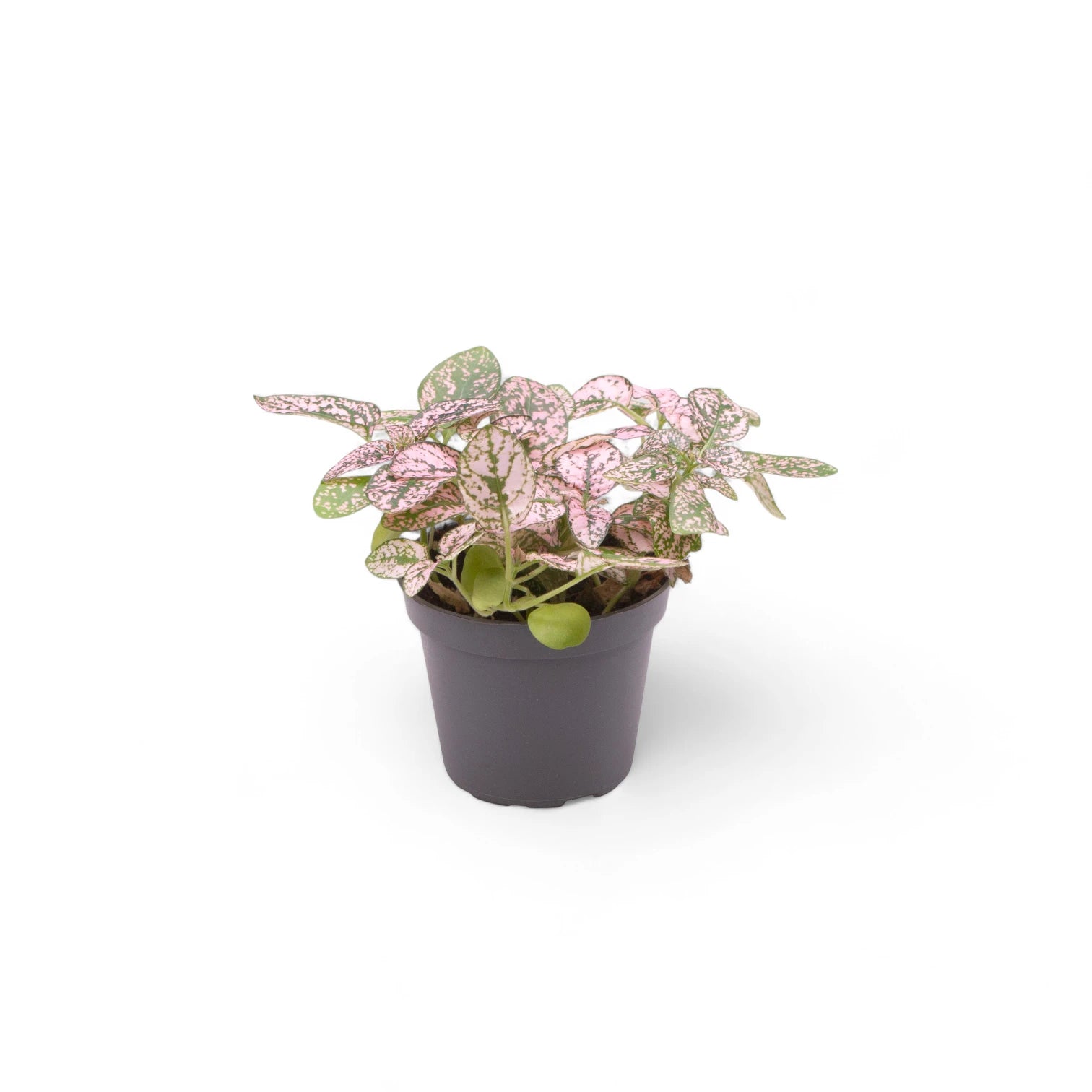 Hypoestes phyllostachya 'Pink' – Topfpflanze im Kulturtopf vor weißem Hintergrund, Produktfoto 2.