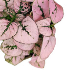 Hypoestes phyllostachya 'Pink' – Topfpflanze im Kulturtopf vor weißem Hintergrund, Produktfoto 5.