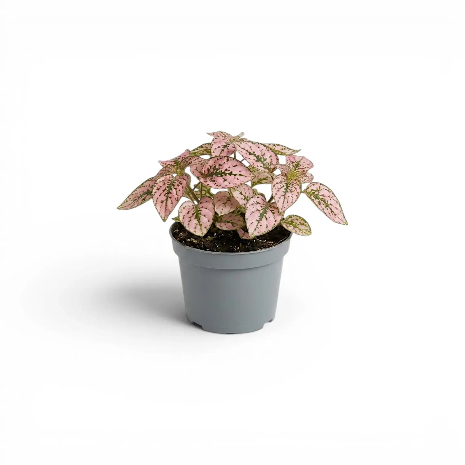 Rosafarbene Hypoestes phyllostachya Baby-Pflanze im Kulturtopf.